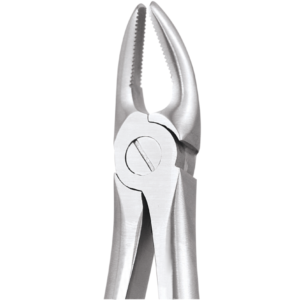 7 Upper Premolars