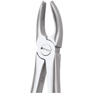17 Upper Molars Right