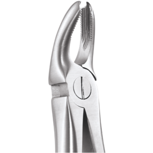 18A Upper Molars