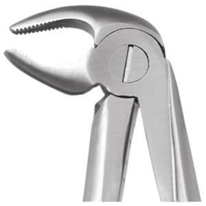 13 Lower Premolars