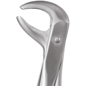75 Lower Premolars