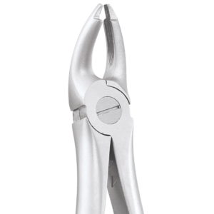7 Upper Premolars