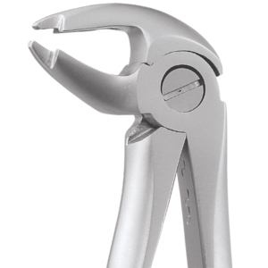 13 Lower Premolars