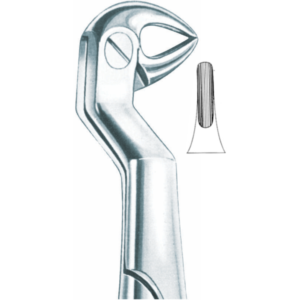552 Lower Molar And Wisdom roots, Right