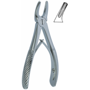 English Pattern Klein Fig. 2 Pedodontic Upper Premolars