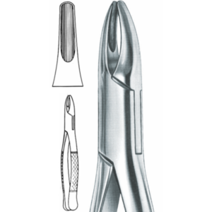 upper incisors and roots Fig. 1