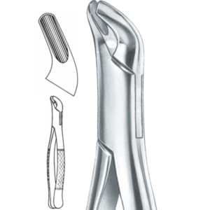 upper and lower premolars # 4