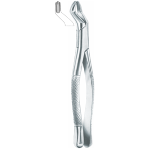 53 R upper molars, right