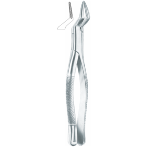 65 upper incisors and roots
