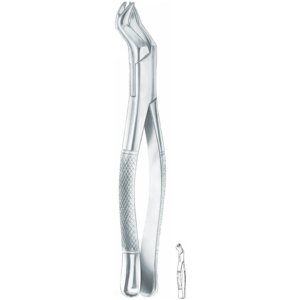 88L Nevius upper molars, left