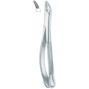150 upper incisors, premolars,  roots