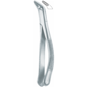 151 Lower incisors, premolars,  roots