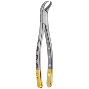 Lower Molar Fig. 23 Cow Horn